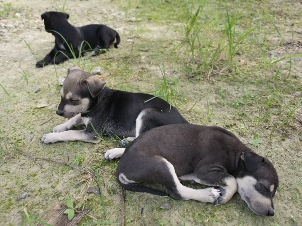 Lindos Cachorros Salvajes Durmiendo Suelo — Foto de Stock