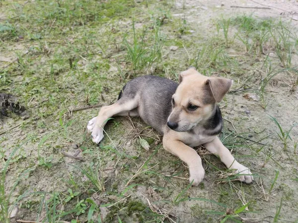 Sevimli Vahşi Köpek Yavruları Yerde Uyuyor — Stok fotoğraf