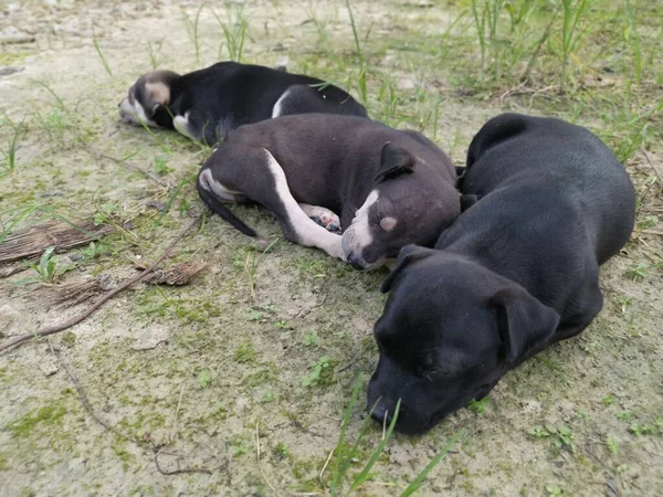 Cute Wild Puppies Sleeping Ground — Stock Photo, Image