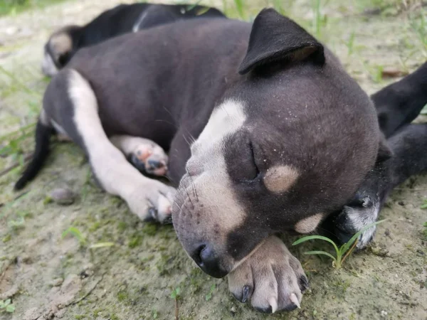 Sevimli Vahşi Köpek Yavruları Yerde Uyuyor — Stok fotoğraf