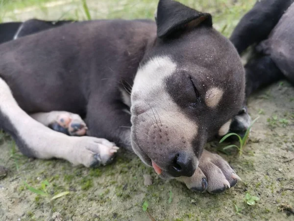 Schattig Wild Puppies Slapen Grond — Stockfoto