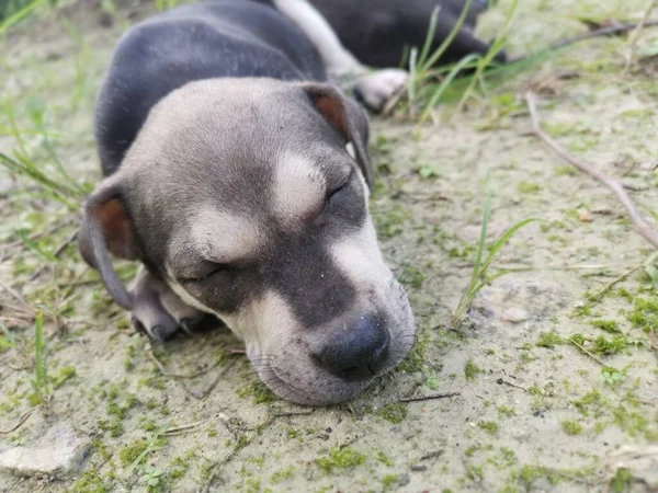 Sevimli Vahşi Köpek Yavruları Yerde Uyuyor — Stok fotoğraf