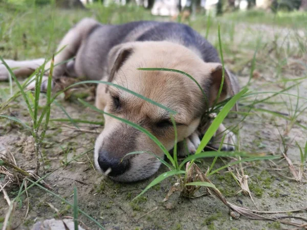 귀여운 강아지들은 땅에서 — 스톡 사진