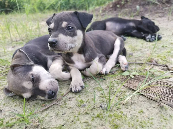 Roztomilá Divoká Štěňátka Spící Zemi — Stock fotografie