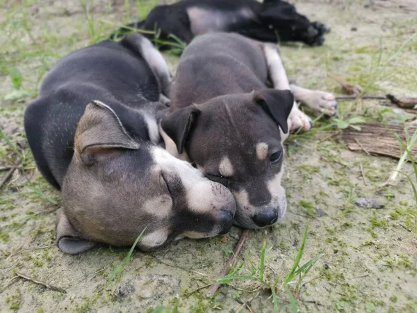 Chiots Sauvages Mignons Dormant Sur Sol — Photo