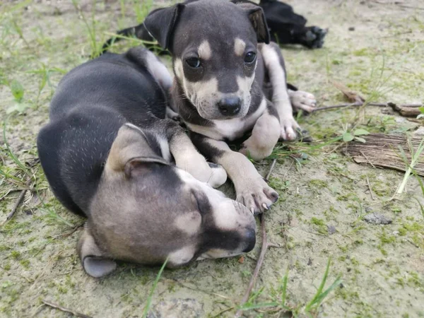 Chiots Sauvages Mignons Dormant Sur Sol — Photo