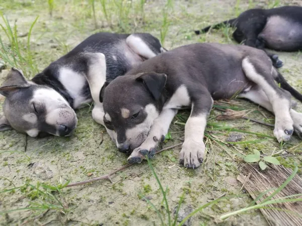 Lindos Cachorros Salvajes Durmiendo Suelo — Foto de Stock