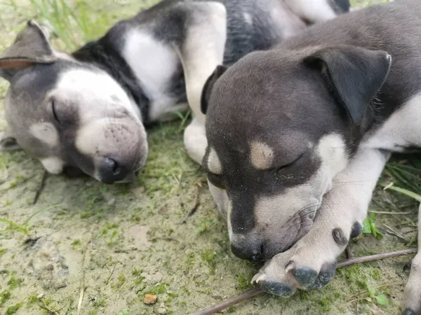 Niedliche Wilde Welpen Schlafen Auf Dem Boden — Stockfoto