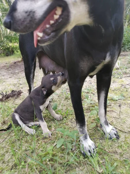 Niedlichen Wilden Welpen Und Der Mutter Hund — Stockfoto