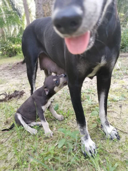 Lindos Cachorros Salvajes Perro Madre —  Fotos de Stock