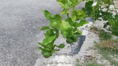 Caddenin kenarındaki Kaffir kireç ağacı.