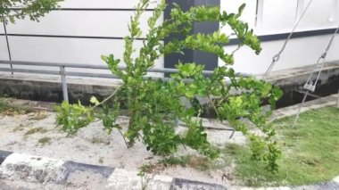 Caddenin kenarındaki Kaffir kireç ağacı.