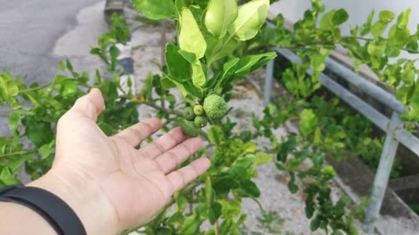 Kaffir Lime Δέντρο Στο Δρόμο — Αρχείο Βίντεο