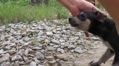 Açık arazide sevimli vahşi köpek yavrularının aktiviteleri.