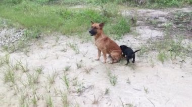 Açık arazide sevimli vahşi köpek yavrularının aktiviteleri.