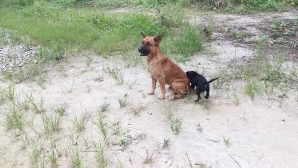 Atividades Filhotes Selvagens Bonitos Campo Livre — Vídeo de Stock