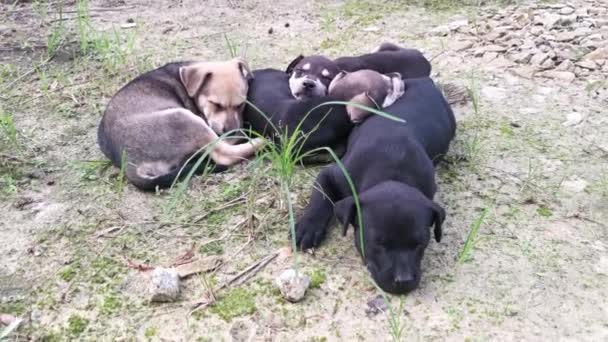 Activités Chiots Sauvages Mignons Sur Terrain Extérieur — Video