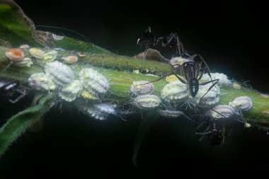 Siyah polirhachis karıncalar beyaz mealybug pseudococcidae 'yi besliyor..