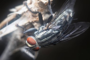 Kurumuş gövdede dinlenen Polenia Rudis sineği.