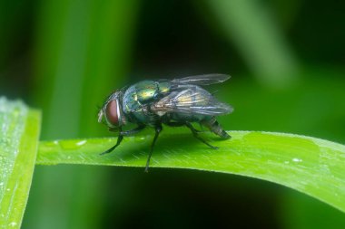 Mavi şişe sineği bitkinin üzerine tünemiş..