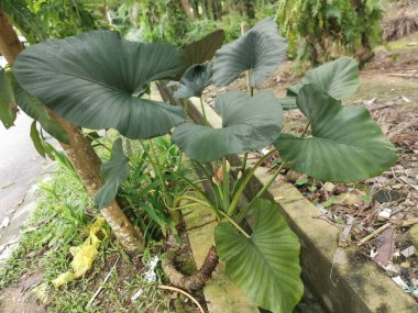 Büyük Alocasia yapraklı bitki dışarıda yetişiyor..