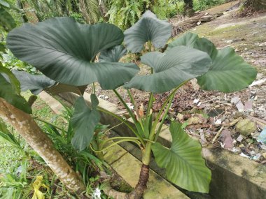 Büyük Alocasia yapraklı bitki dışarıda yetişiyor..