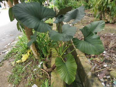 Büyük Alocasia yapraklı bitki dışarıda yetişiyor..