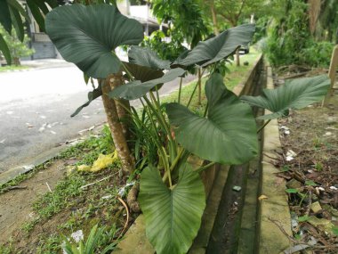 Büyük Alocasia yapraklı bitki dışarıda yetişiyor..