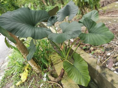 Büyük Alocasia yapraklı bitki dışarıda yetişiyor..