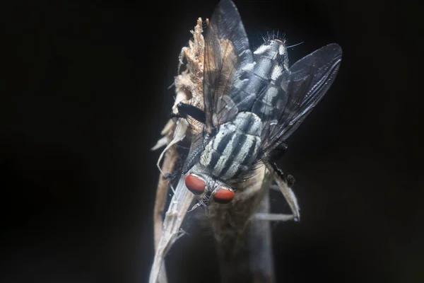 Pollenia Rudis Fly Resting Dried Stem — Stock Photo, Image