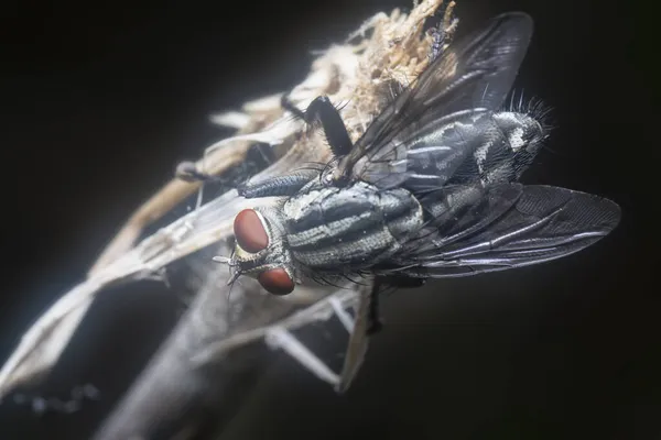 Pollenia Rudisは乾燥した茎の上で休んで飛ぶ — ストック写真