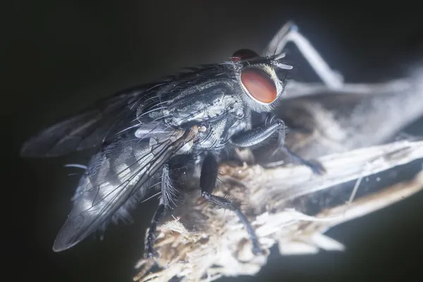 Pollenia Rudis Fliege Ruht Auf Dem Getrockneten Stamm — Stockfoto