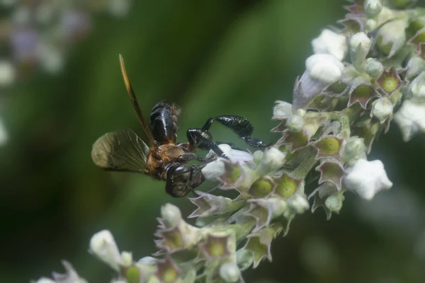 Kleine Schwarze Wespe Mit Großen Hinterbeinen — Stockfoto