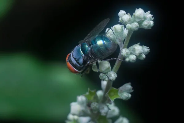 青いボトルが植物の上を飛ぶ — ストック写真