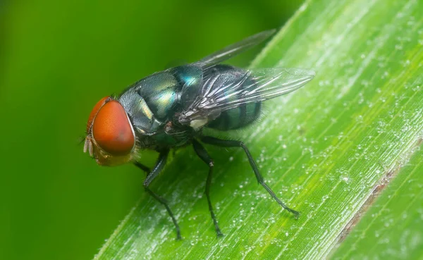 Blaue Flaschenfliege Thront Auf Der Flora — Stockfoto