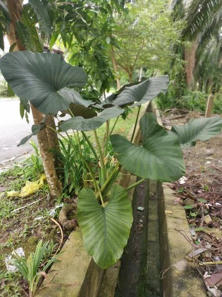 Büyük Alocasia yapraklı bitki dışarıda yetişiyor..