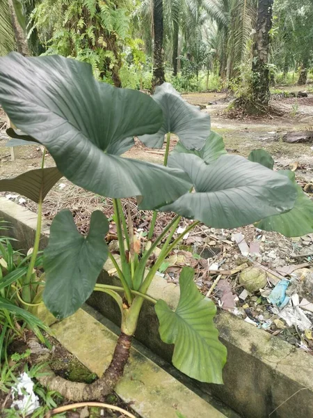 Grande Alocasia Frondosa Planta Creciendo Aire Libre — Foto de Stock