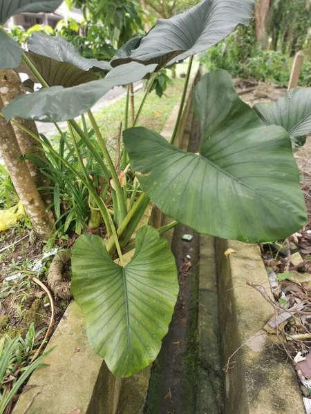 Büyük Alocasia Yapraklı Bitki Dışarıda Yetişiyor — Stok fotoğraf