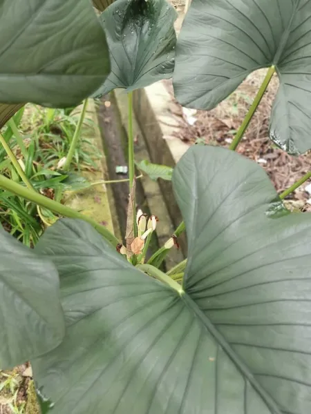 Nagy Alocasia Leveles Növény Szabadban — Stock Fotó