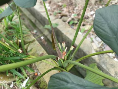 Alocasia yapraklı bitkisinden filizlenen genç çiçek tomurcuğu.