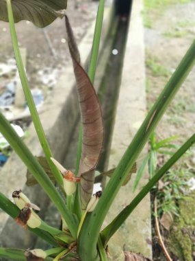 Alocasia yapraklı bitkisinden filizlenen genç çiçek tomurcuğu.
