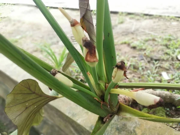 Alocasia Yapraklı Bitkisinden Filizlenen Genç Çiçek Tomurcuğu — Stok fotoğraf