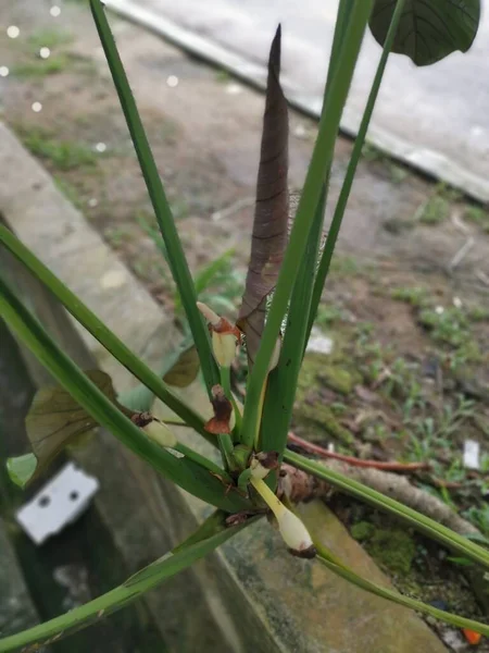 Alocasia Yapraklı Bitkisinden Filizlenen Genç Çiçek Tomurcuğu — Stok fotoğraf