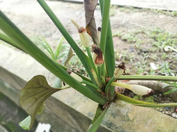 Alocasia Yapraklı Bitkisinden Filizlenen Genç Çiçek Tomurcuğu — Stok fotoğraf