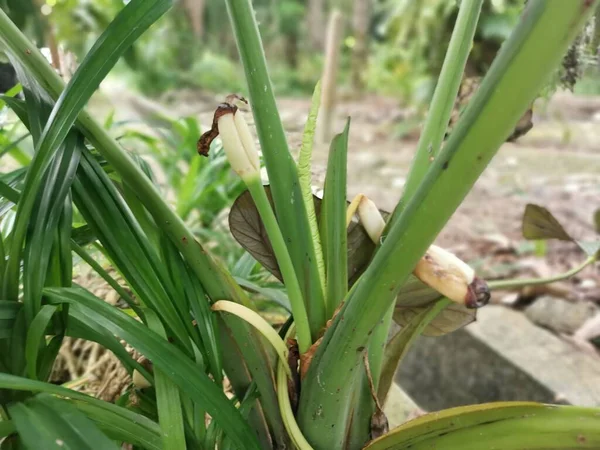 Jonge Bloemrijke Knop Ontkiemen Uit Alocasia Bladverliezende Plant — Stockfoto