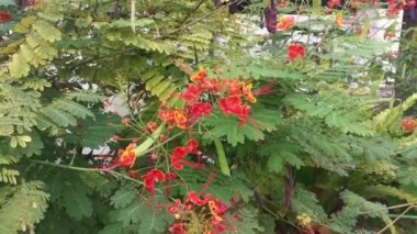 Caddenin kenarındaki sezalpinia pulcherrima çiçeği ağacı