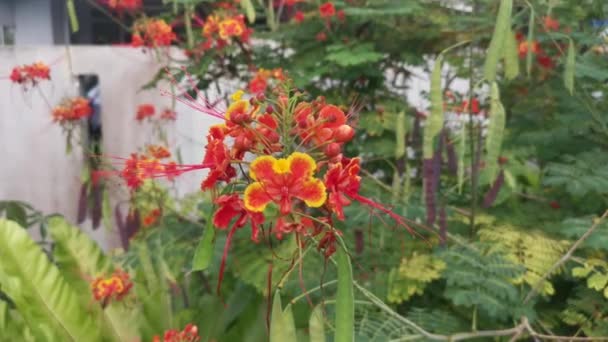 Caesalpinia Pulcherrima Árvore Flores Pela Rua — Vídeo de Stock