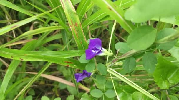 Clitoria Ternatea Fiore Che Cresce Selvaggiamente Tra Cespugli — Video Stock