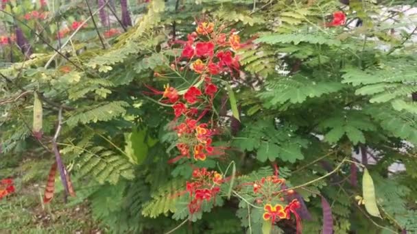 Caesalpinia Pulcherrima Δέντρο Λουλουδιών Στο Δρόμο — Αρχείο Βίντεο
