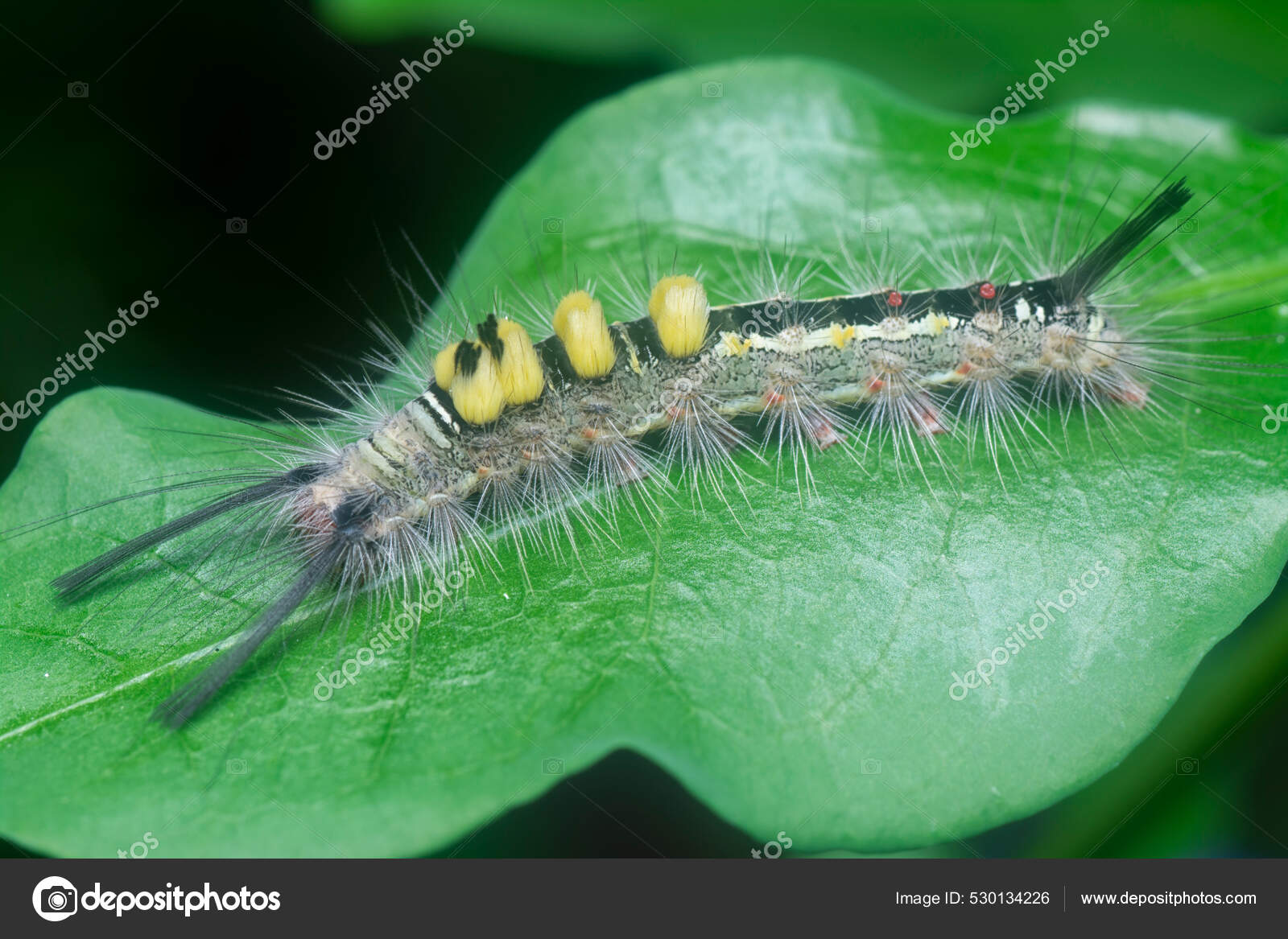 What Does Moth Larvae Look Like